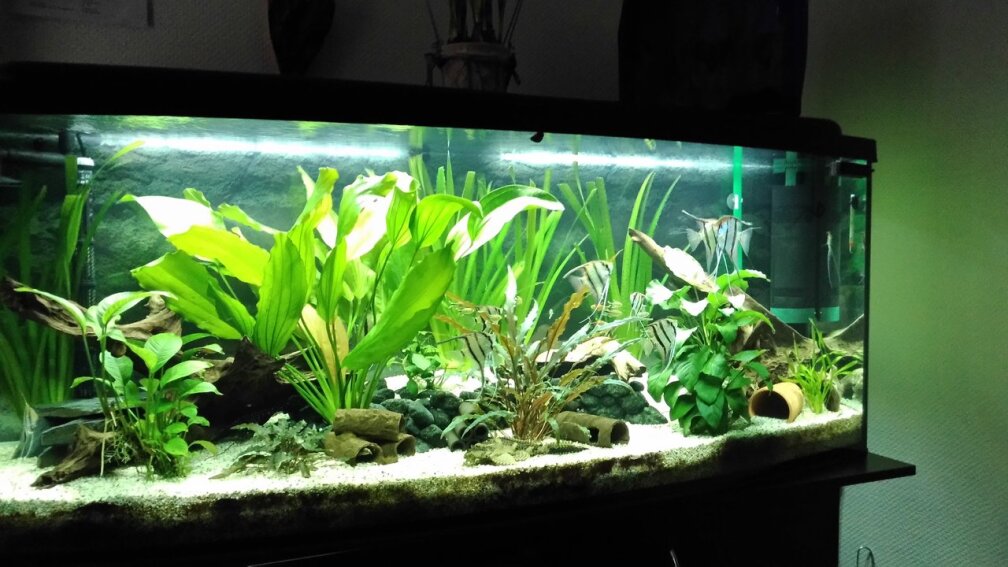 Aquarium Hauptansicht von Rio Nanay Tank