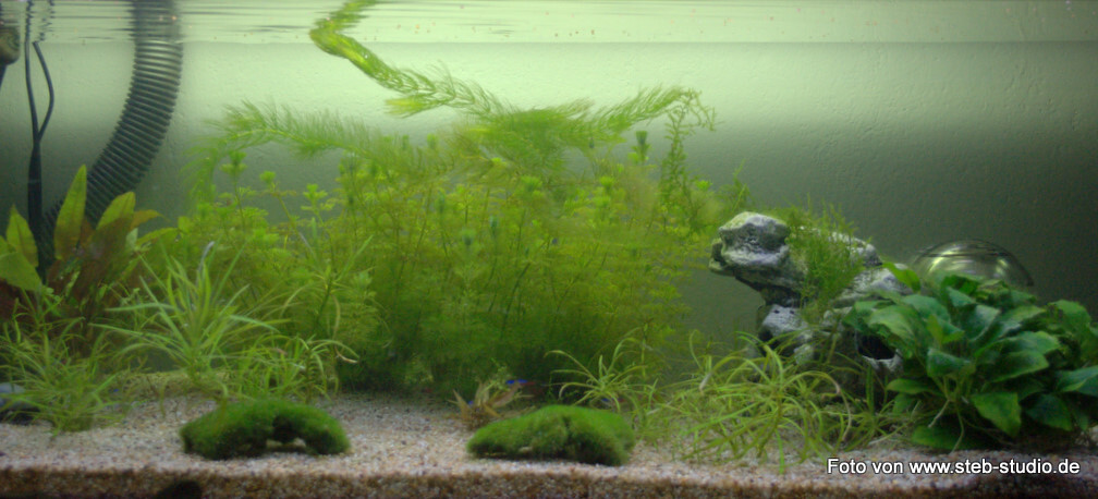 160er - Wald mit Höhle