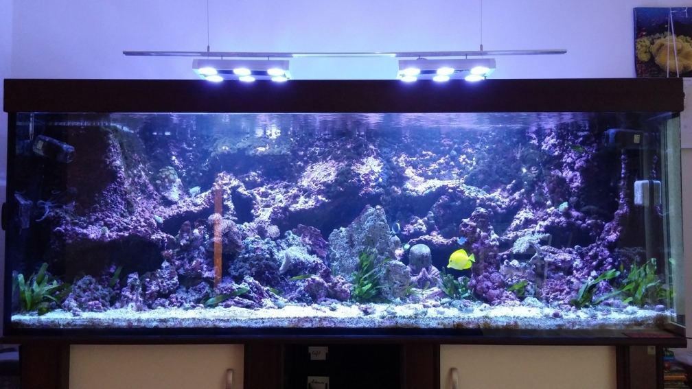 Aquarium Hauptansicht von Vulcano Reef