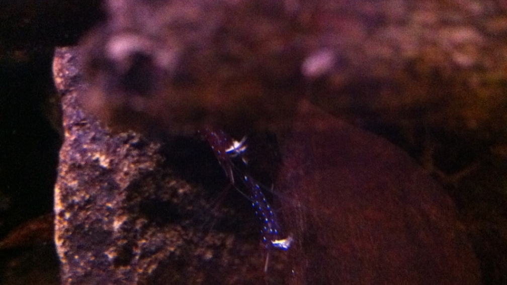 Aquarium Hauptansicht von My Lake Matano--existiert so nicht mehr