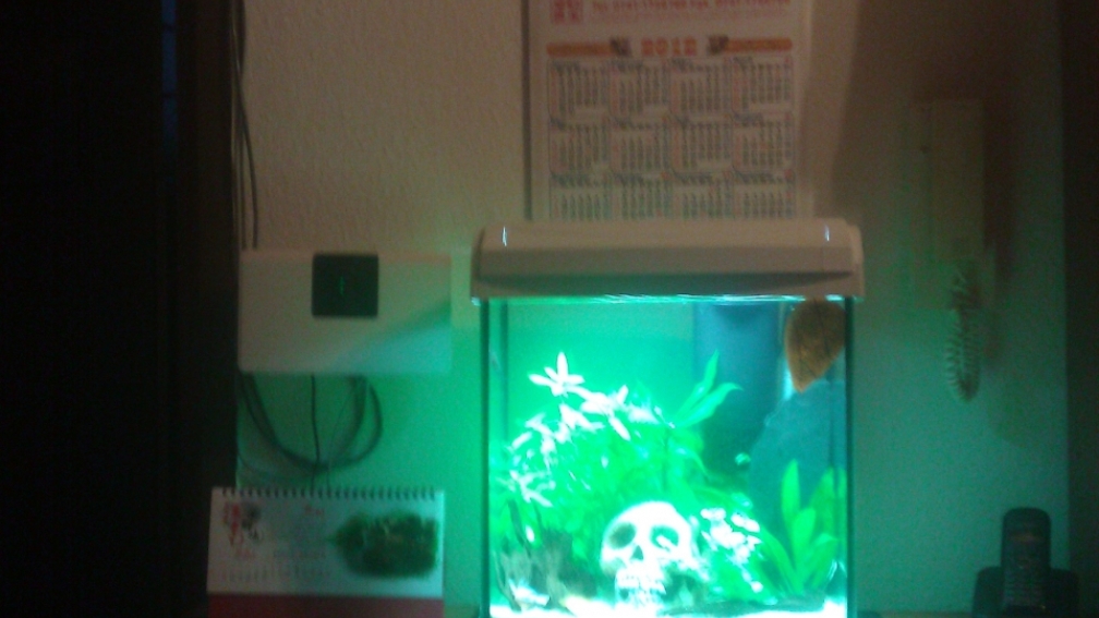 Aquarium Hauptansicht von Der König