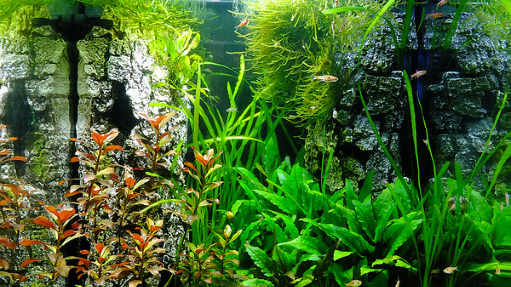 60l Cube