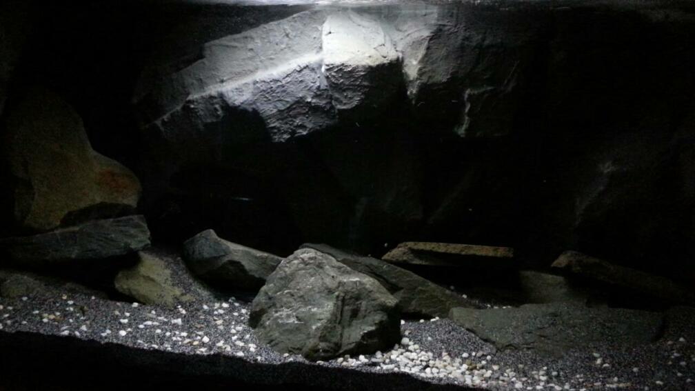 Aquarium Hauptansicht von Dark Cave of Masala Island