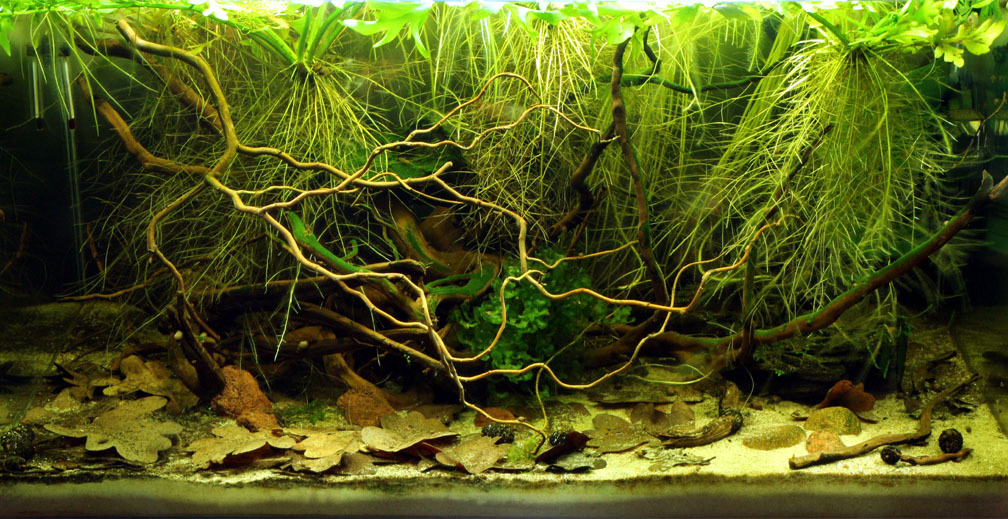aquarium 4k the beautiful south american aquarium aquarium 4k the beautiful south american aquarium