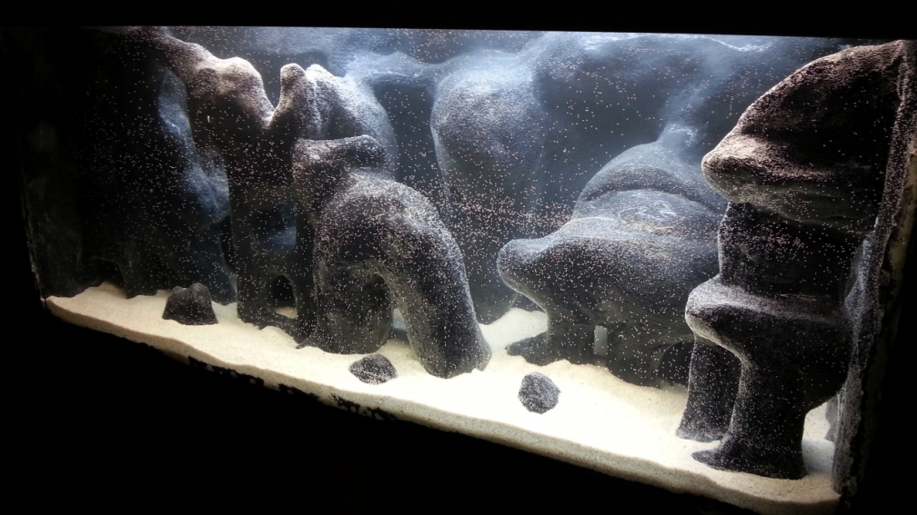 Aquarium Hauptansicht von Becken 24733
