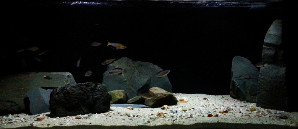 Aquarium Hauptansicht von Kekese meets Kungwe Bay - Nur noch als Beispiel