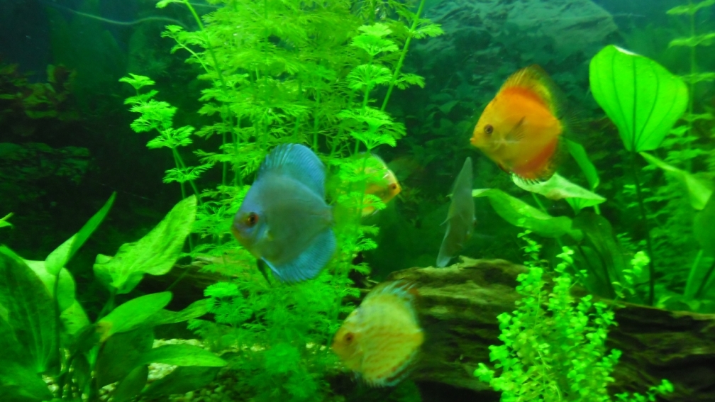 Aquarium Hauptansicht von Diskus