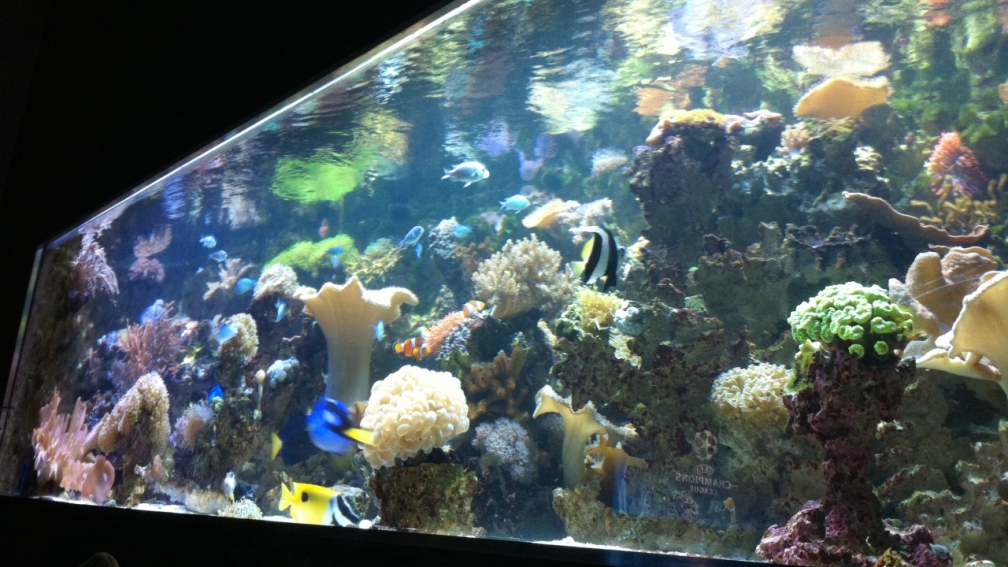 Ansicht vom Sofa aus