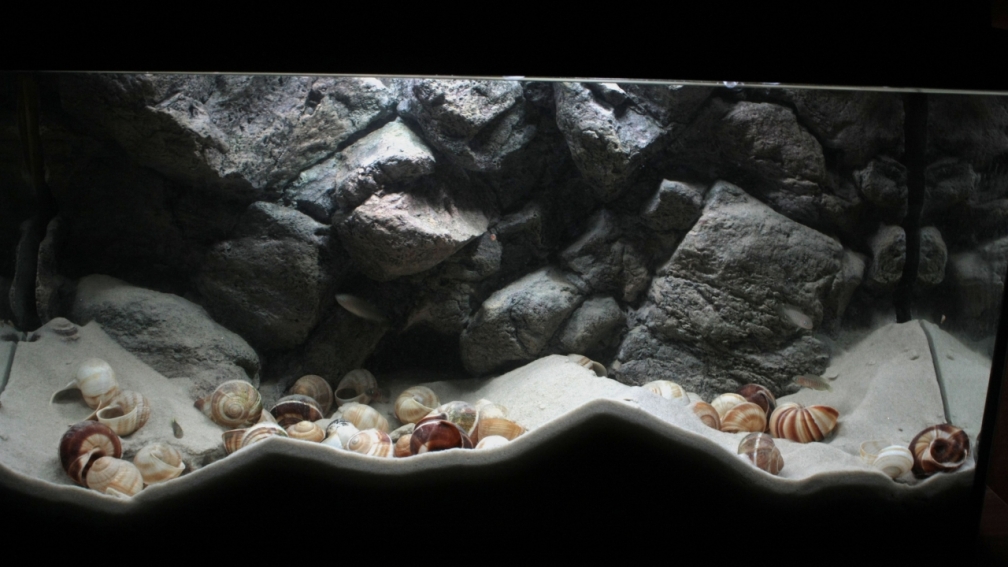 Aquarium Hauptansicht von Kuchimba kibushuti verkauft