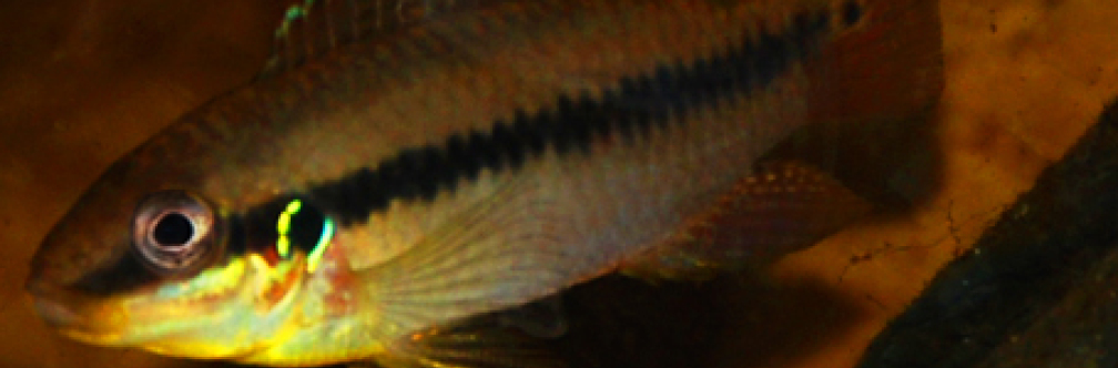 Aquarium Hauptansicht von Enigmatochromis
