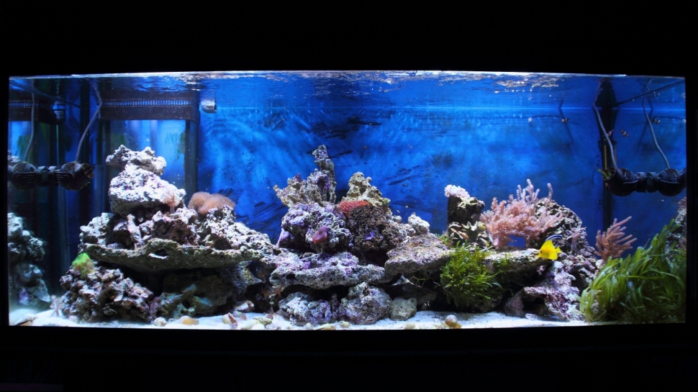 Aquarium Hauptansicht von Michas Great Reef Challenge