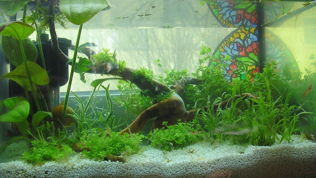 Aquarium Hauptansicht von Wirbellose I