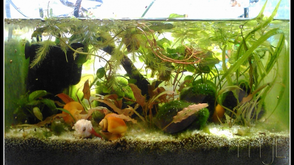 Aquarium Hauptansicht von Wirbellose II