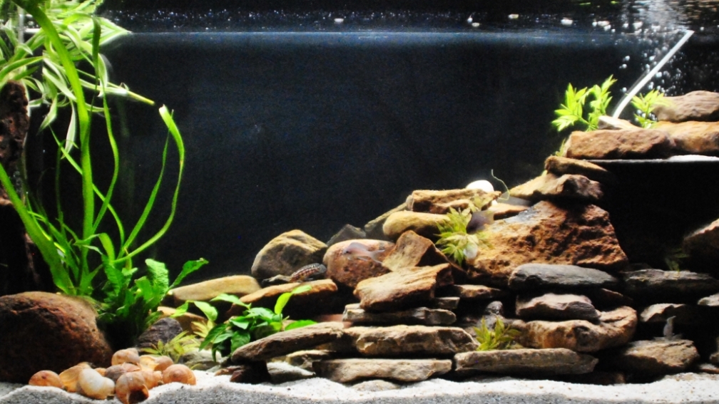 Aquarium Hauptansicht von Tanganjika Becken