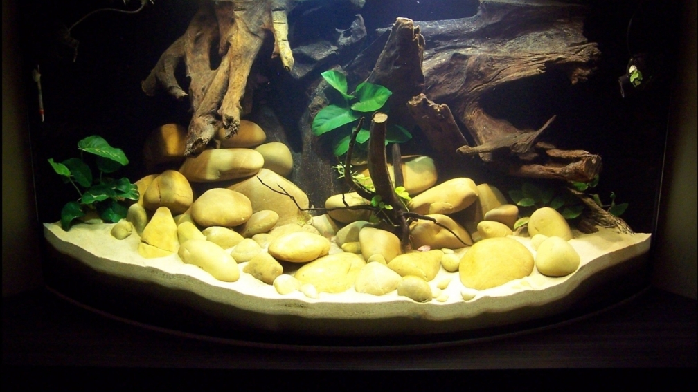 Aquarium Hauptansicht von Sewellia Artenbecken