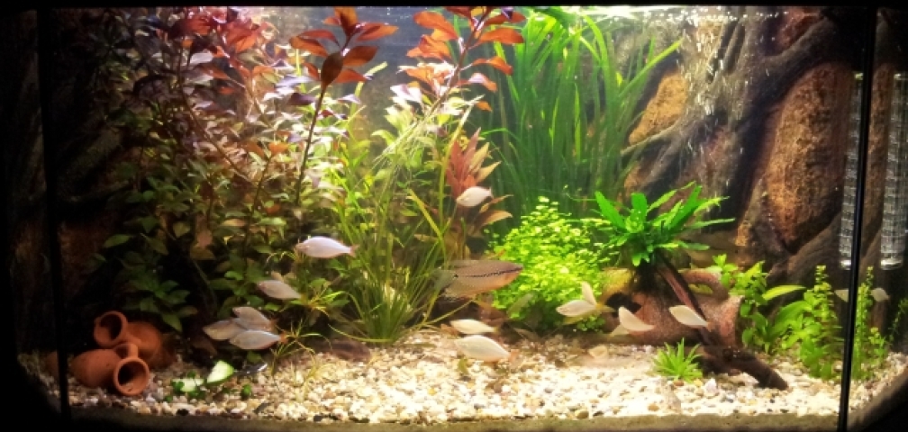 Aquarium Hauptansicht von Rustikale Eckgestaltung...nur noch Beispiel