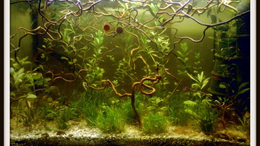 Aquarium Hauptansicht von Buschfisch-Becken