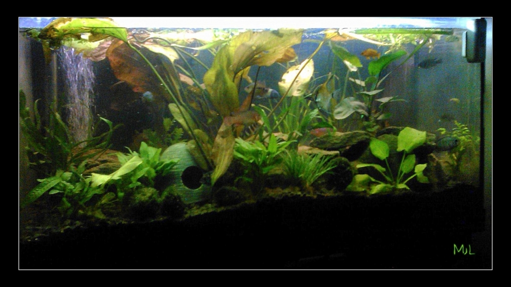 Aquarium Hauptansicht von Barschbecken
