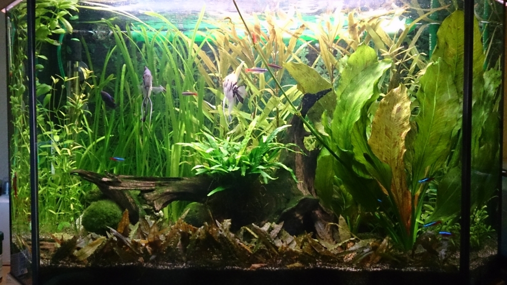 Aquarium Hauptansicht von Der 2. Versuch ^^