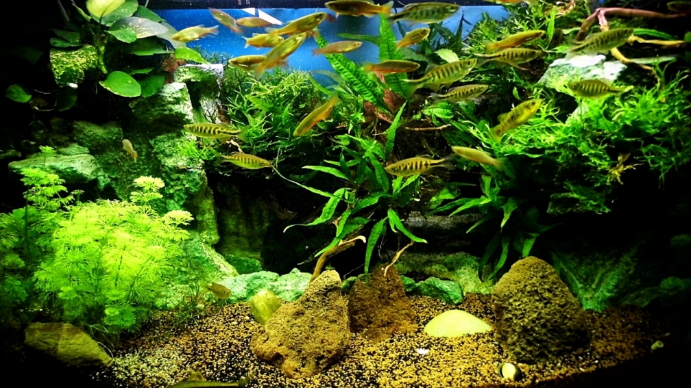 Aquarium Hauptansicht von Juwel Vision 190 Stand 04.01.2014