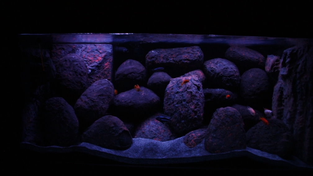 Aquarium Hauptansicht von Concrete canyon for Mbuna