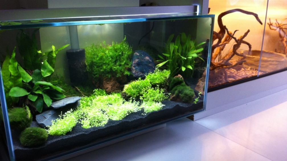 Aquarium Hauptansicht von Fluval Edge