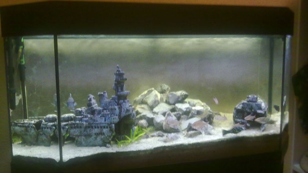 Aquarium Hauptansicht von 200er Blaupunktbuntbarsch