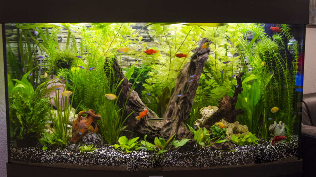 11.01.2013 - grosse Pflanzen....