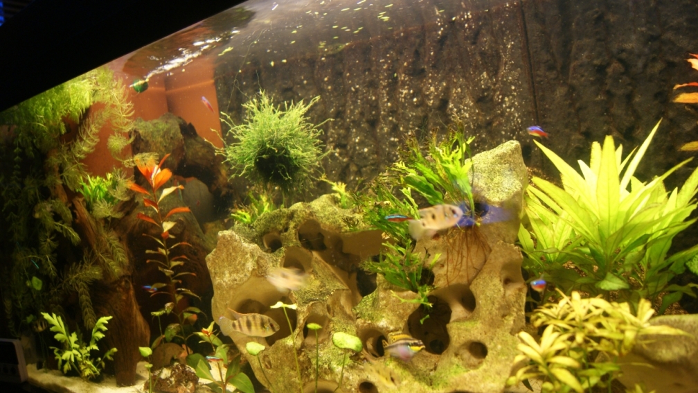 Aquarium Hauptansicht von Becken 25271