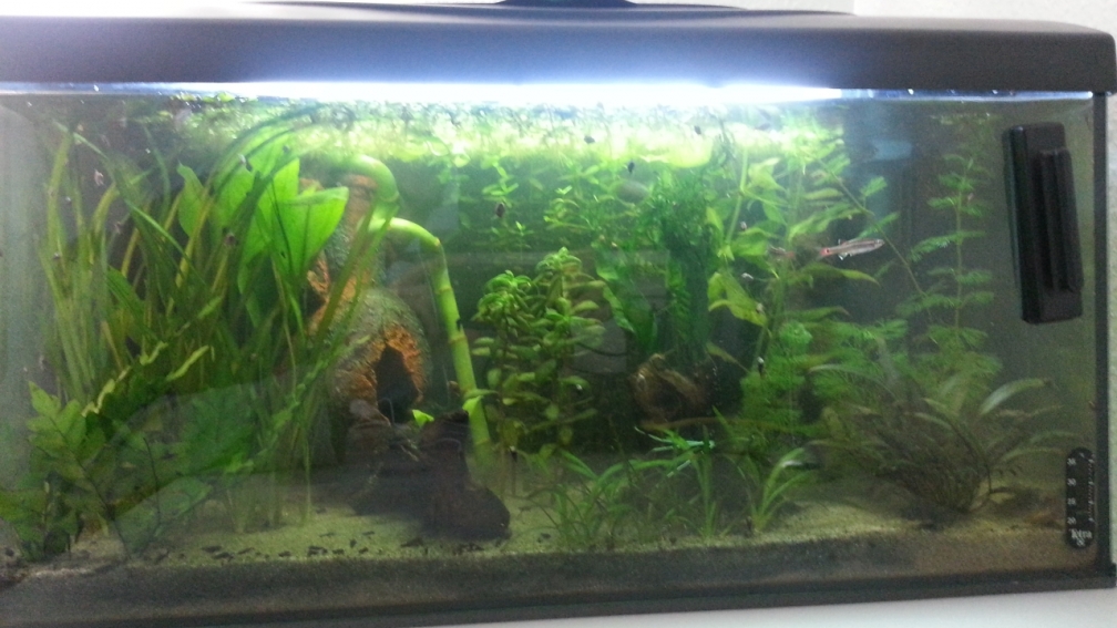 Mein erstes Aquarium