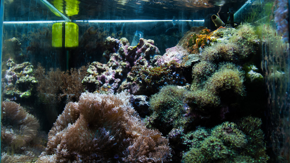 Aquarium Hauptansicht von MW Würfel WZ