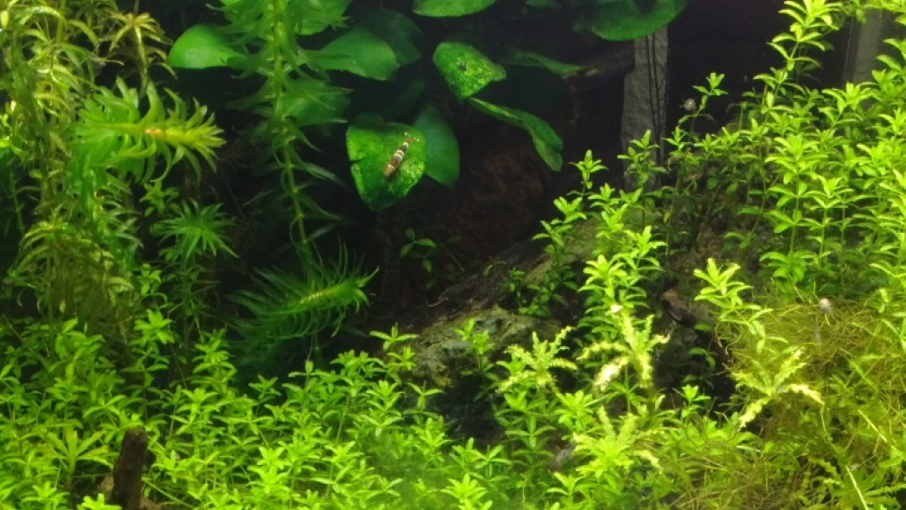 Aquarium Hauptansicht von Nanocube 30