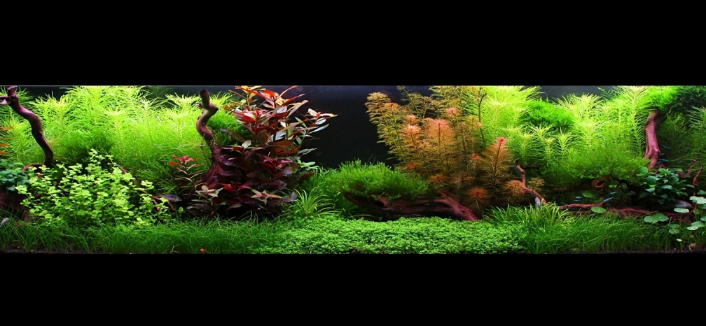 Example No 25320 from the category aquascaping