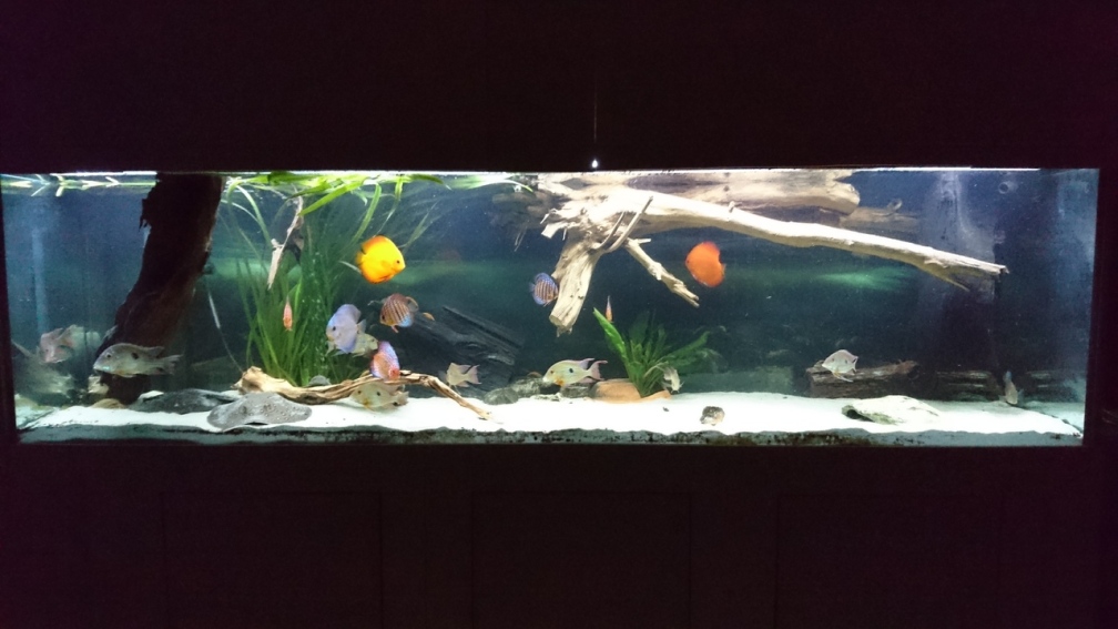 Aquarium Hauptansicht von Amazonas XL