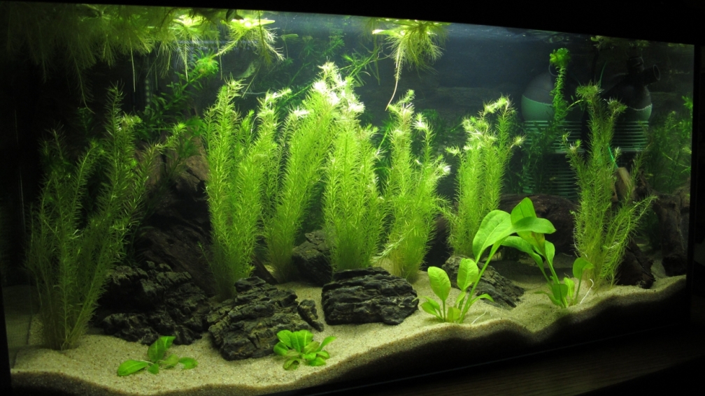 Aquarium Hauptansicht von Tetraodon Artenbecken