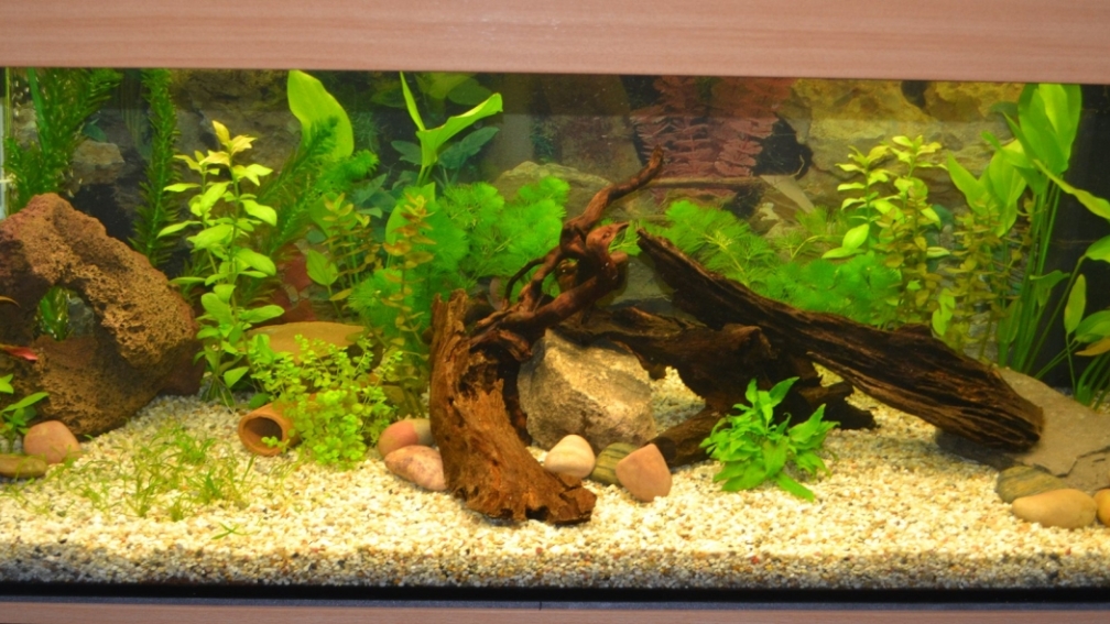 Geplantes Gesellschaftsbecken (Stand 17.01.13)