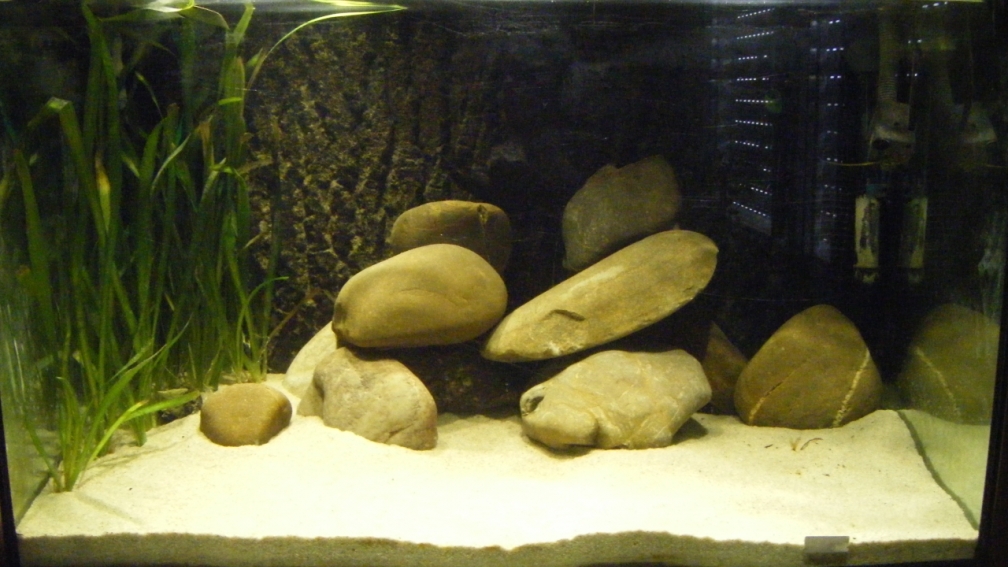 Aquarium Hauptansicht von Cichlids of a small coast in the Lake Tanganyika