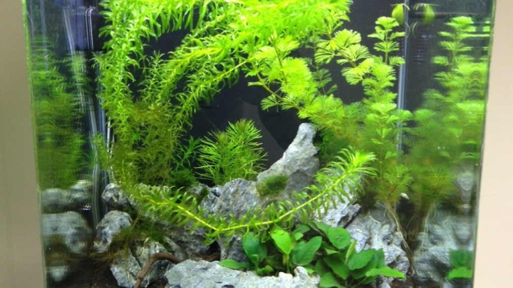 Aquarium Hauptansicht von Nano Cube 60l