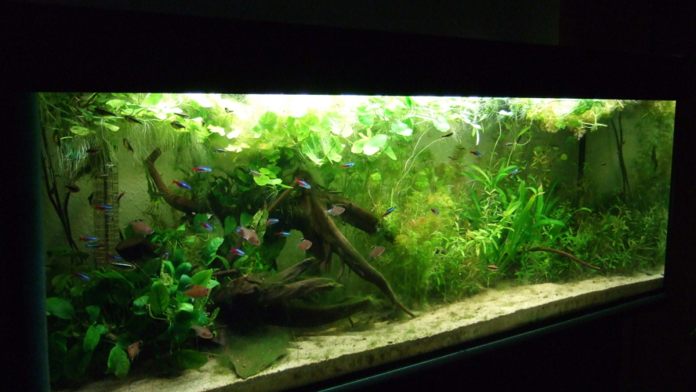 Amazonas im Wohnzimmer