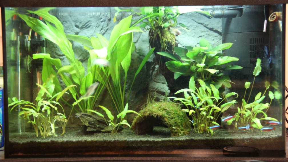 Aquarium Hauptansicht von Schreibtischdschungel