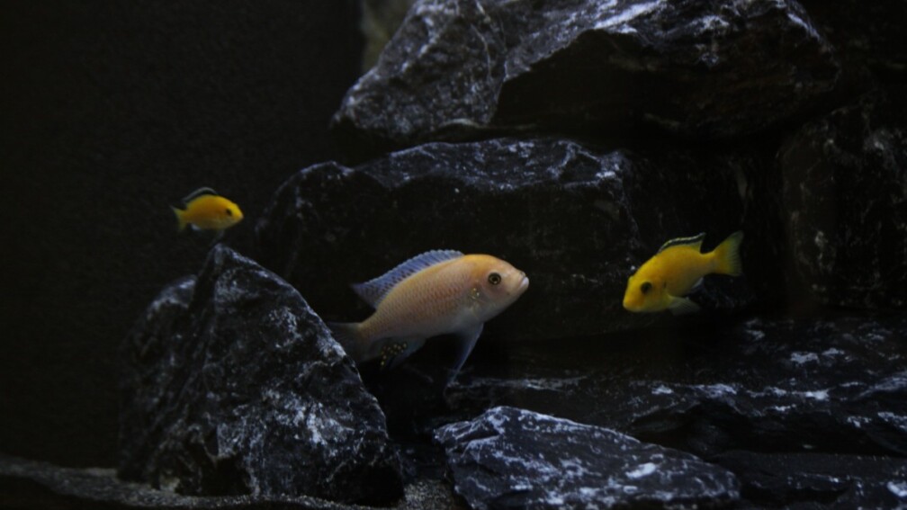 Aquarium Hauptansicht von Mbuna Juwel Vision 260