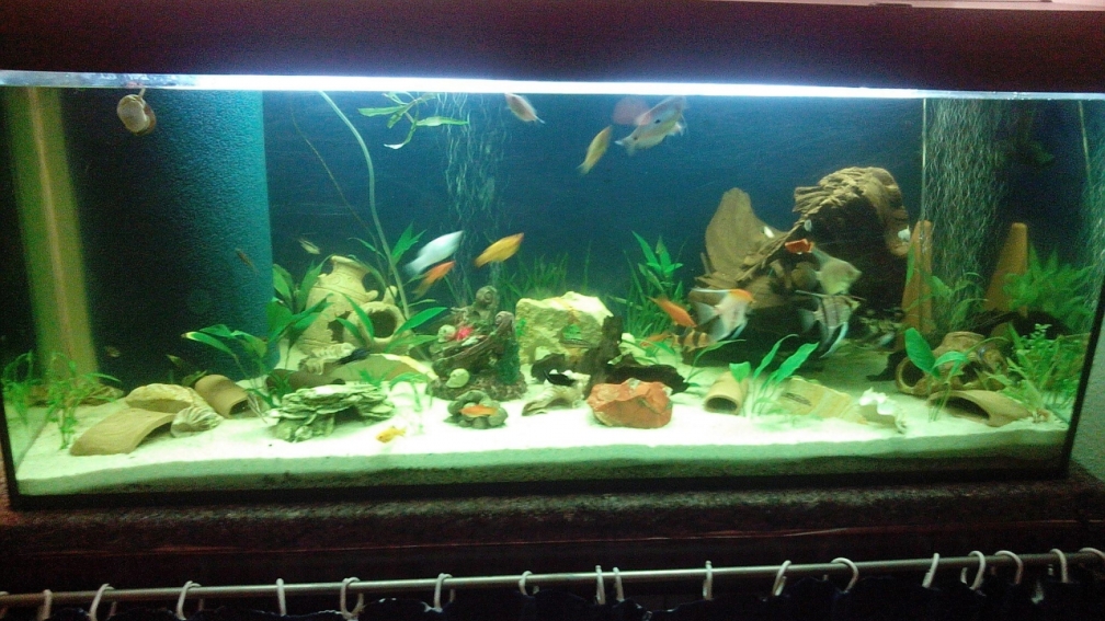 600 Ltr Becken