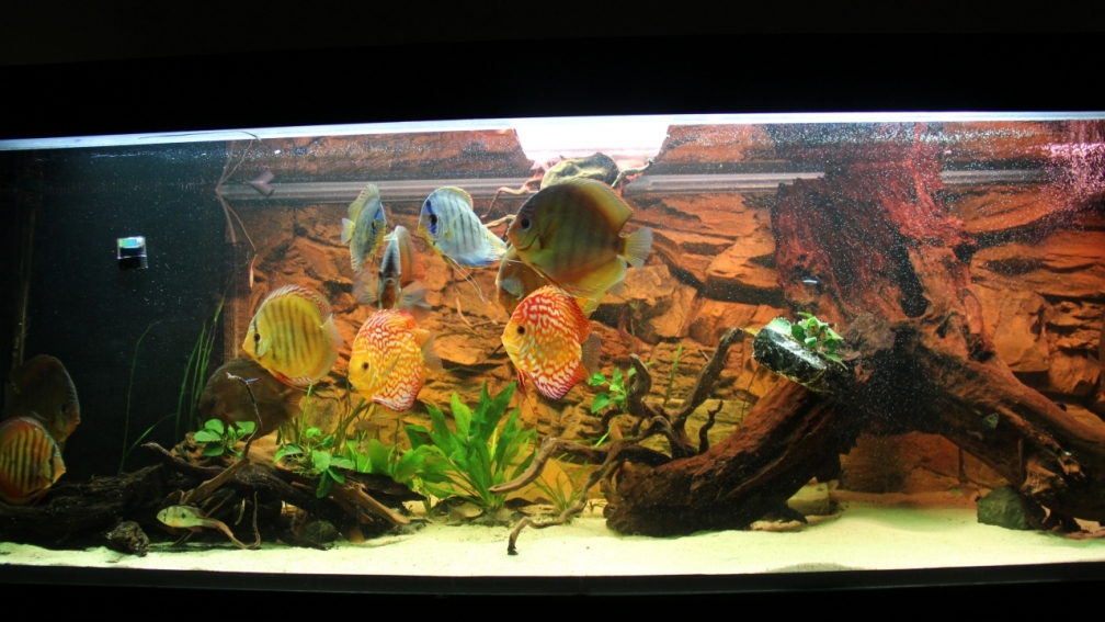 Ein Stück Amazonas Daheim