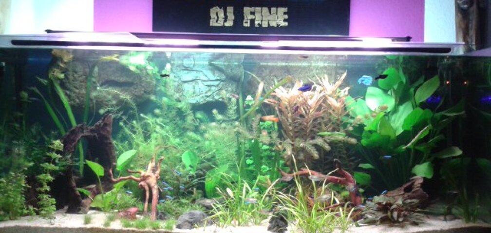 Aquarium Hauptansicht von Mein Harz Waldgewässer