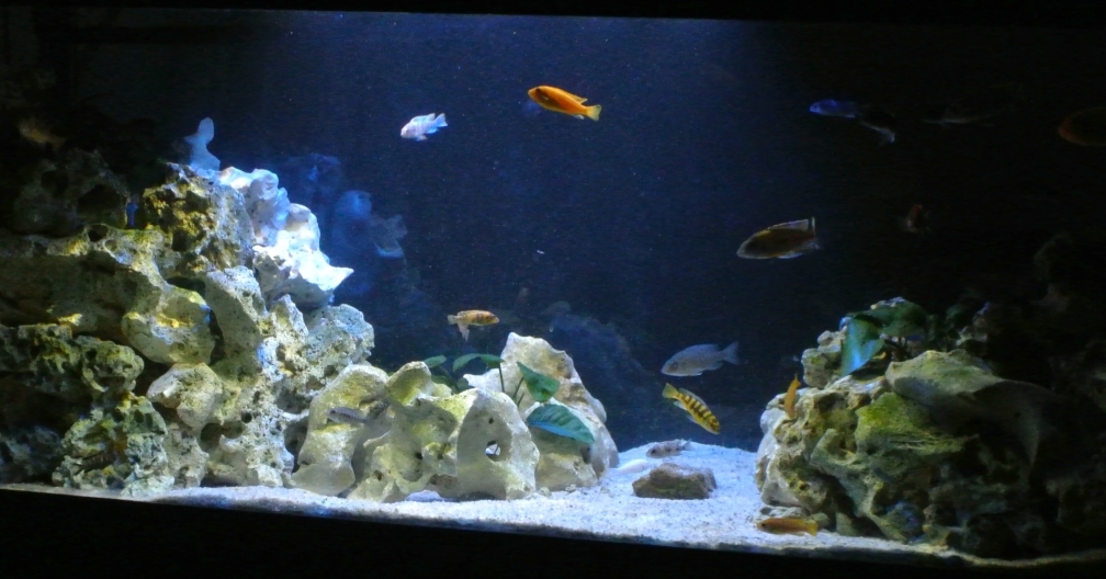 Aquarium Hauptansicht von Malawi Barsche