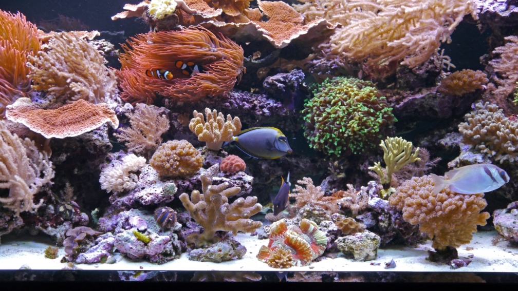 Aquarium Hauptansicht von Meerwasseraquarium