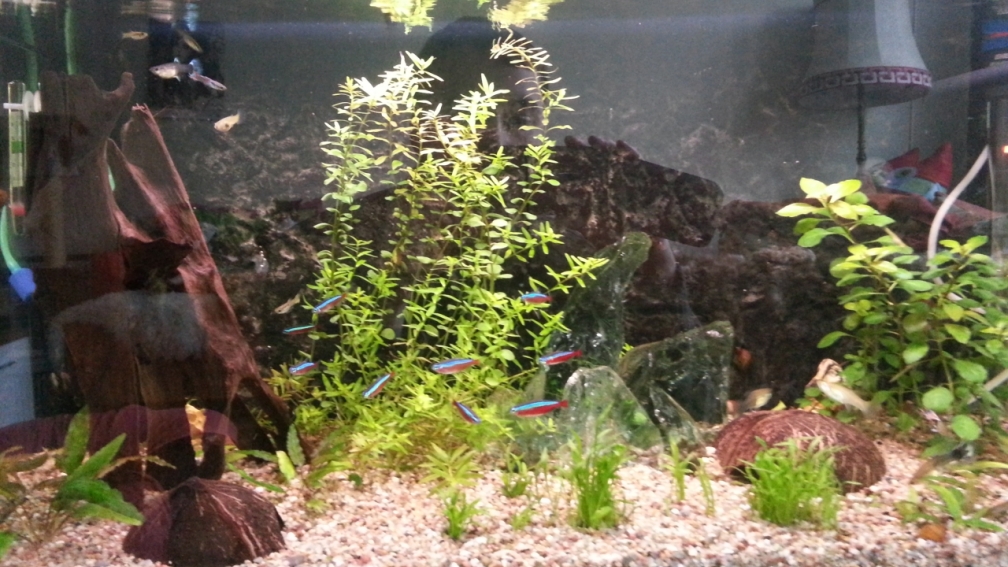 Mein erstes Gesellschaftsbecken