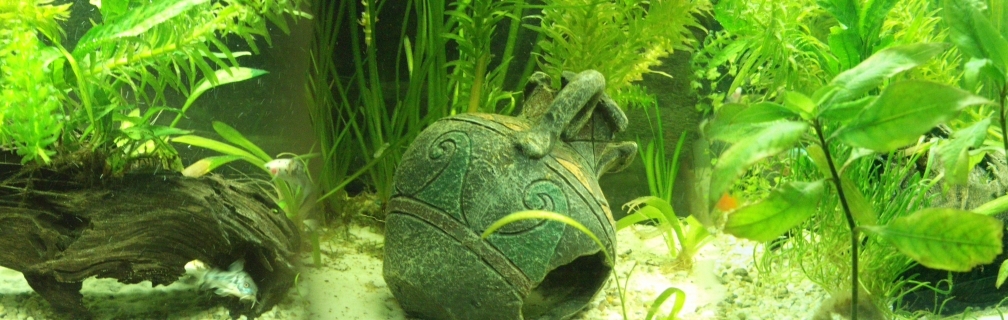 Aquarium Hauptansicht von GreenWorld