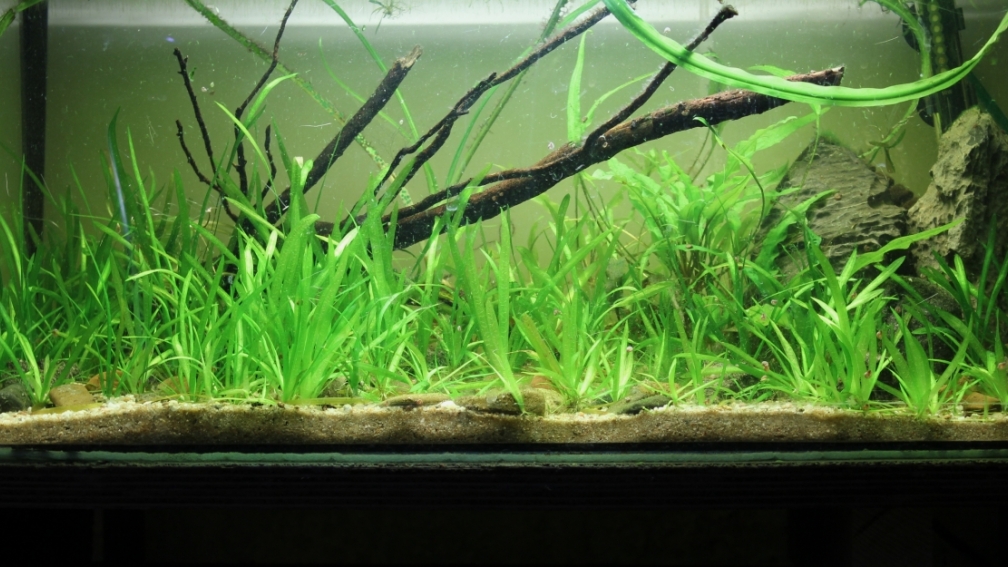 mu?? wieder gärtnern