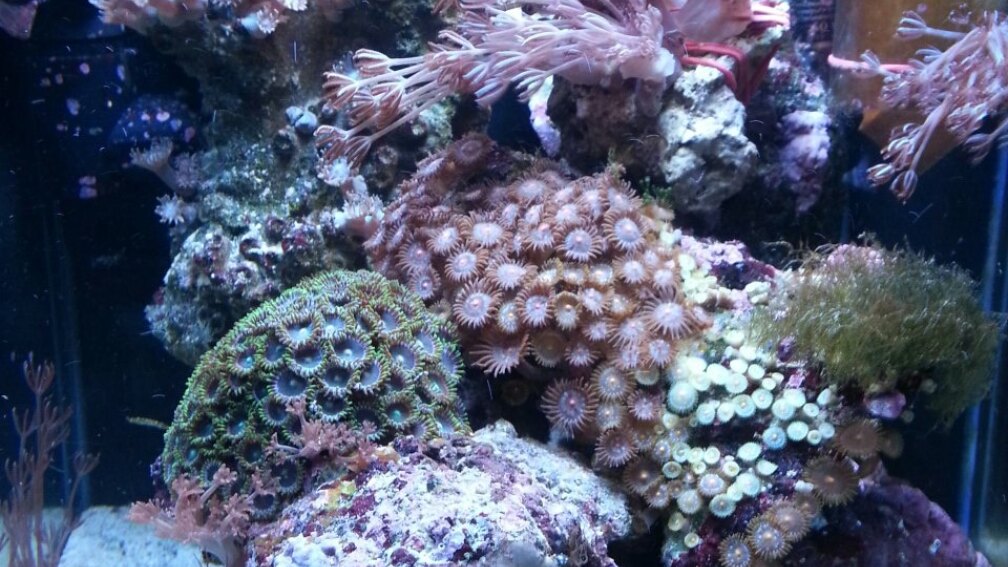 Aquarium Hauptansicht von My first Reef